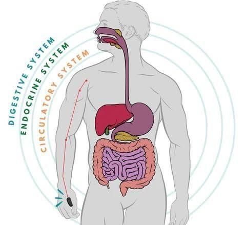 Sugar Control Acupressure Point Clip